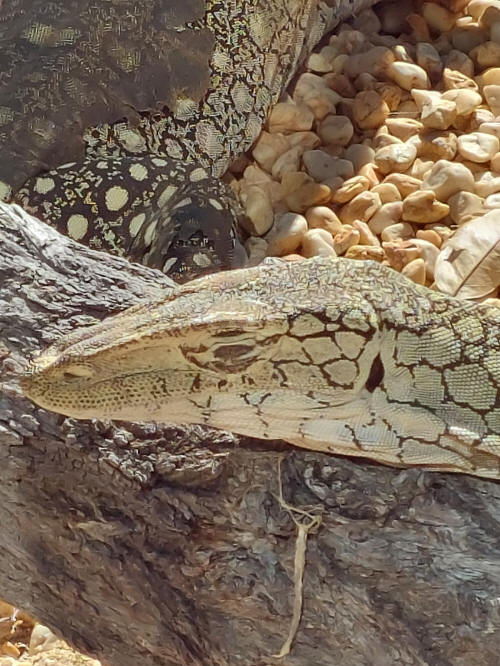 Lizard or  .. ?