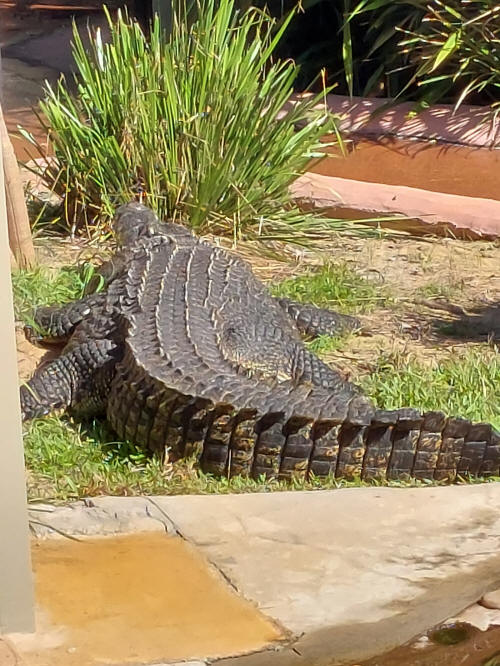 Something BIG at the zoo