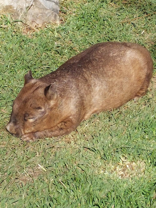 Fat dog .. or pig .. or wombat